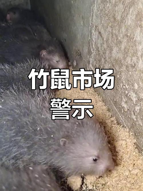 竹鼠品种销量排行如何？-图3