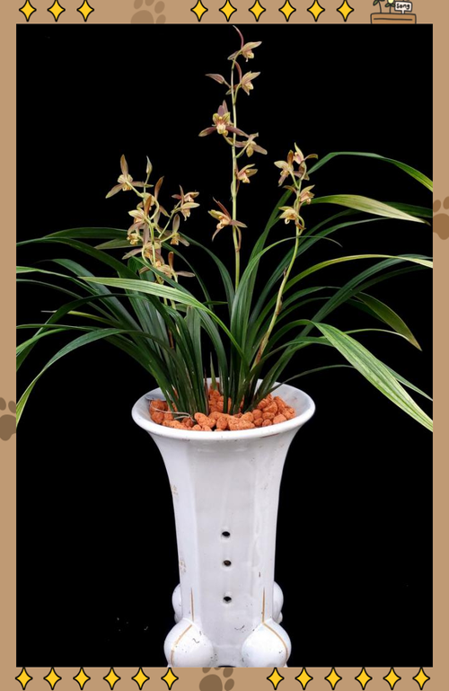 墨兰哪个品种开花最香？-图2