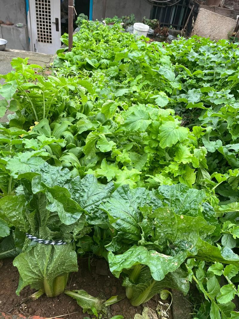 有机花菜怎么种？视频教你关键技术！-图2