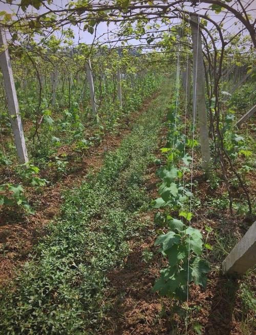 吊瓜种植技术视频，新手怎么学？-图2