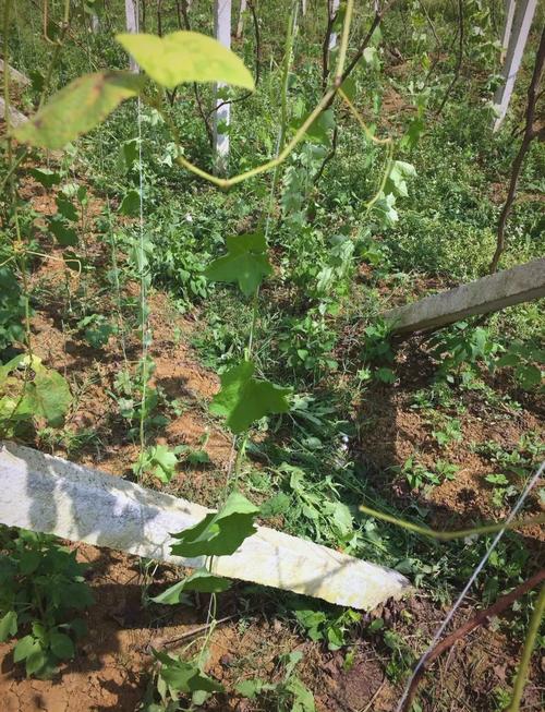 吊瓜种植技术视频，新手怎么学？-图3