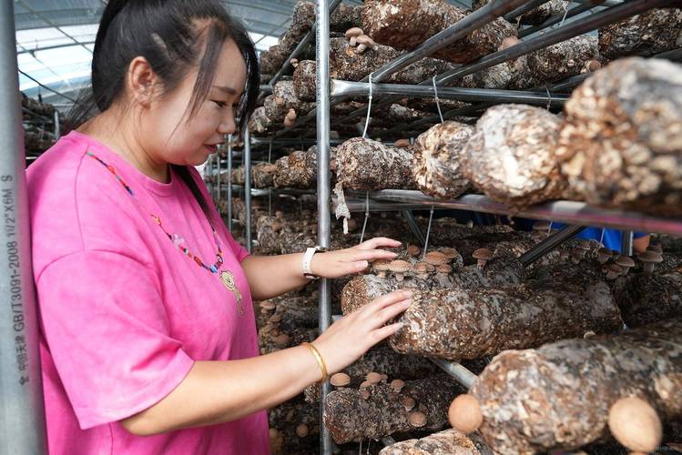 香菇种植技术培训视频，新手如何快速掌握？-图3