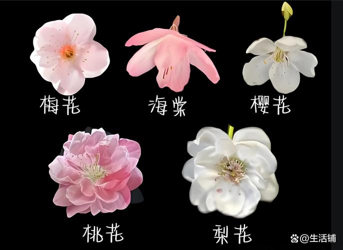 如何快速区分海棠花品种？-图3