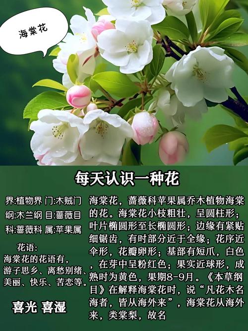 如何快速区分海棠花品种？-图2