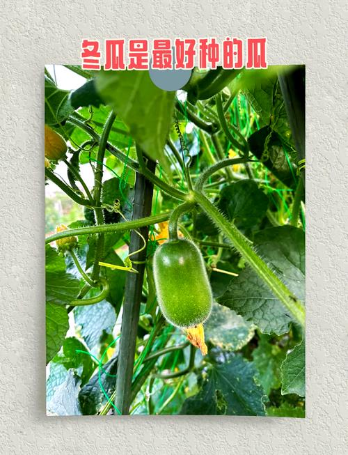 冬瓜栽培技术要点有哪些？-图1