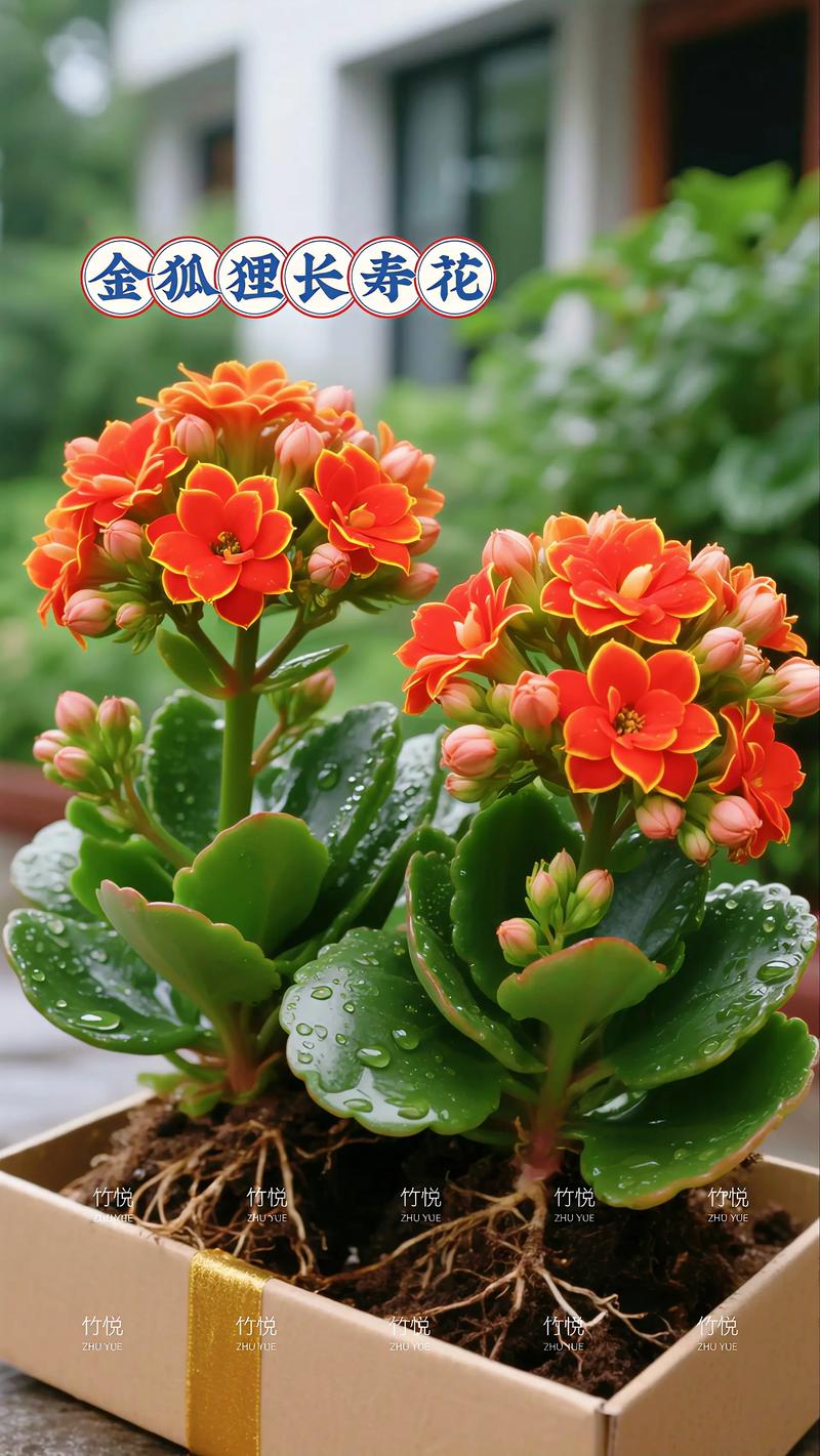 长寿花什么品种好养-图1