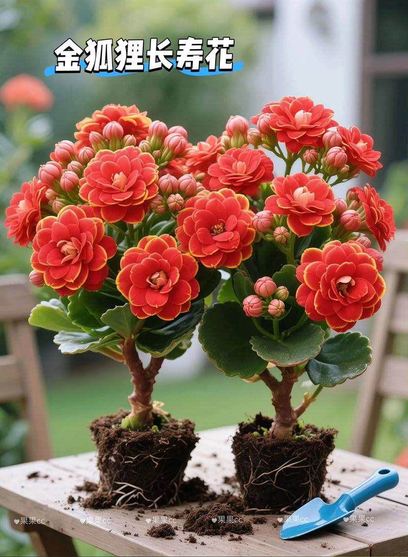 长寿花什么品种好养-图3