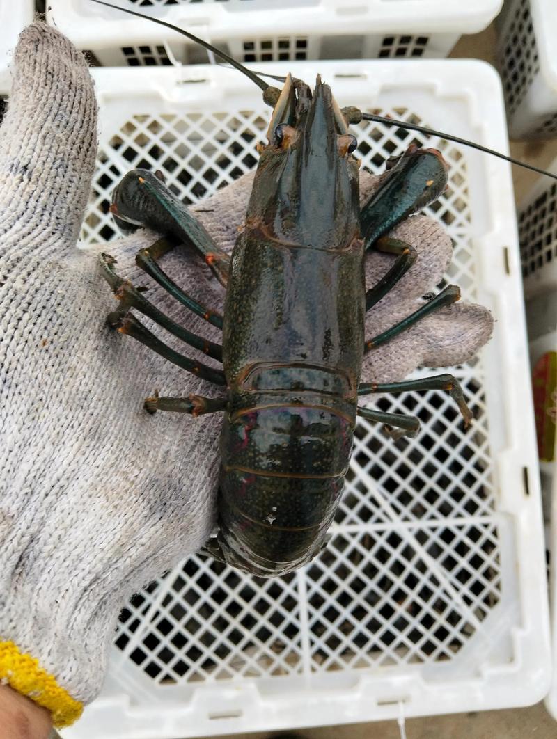 龙虾养殖技术培训视频怎么学？-图1