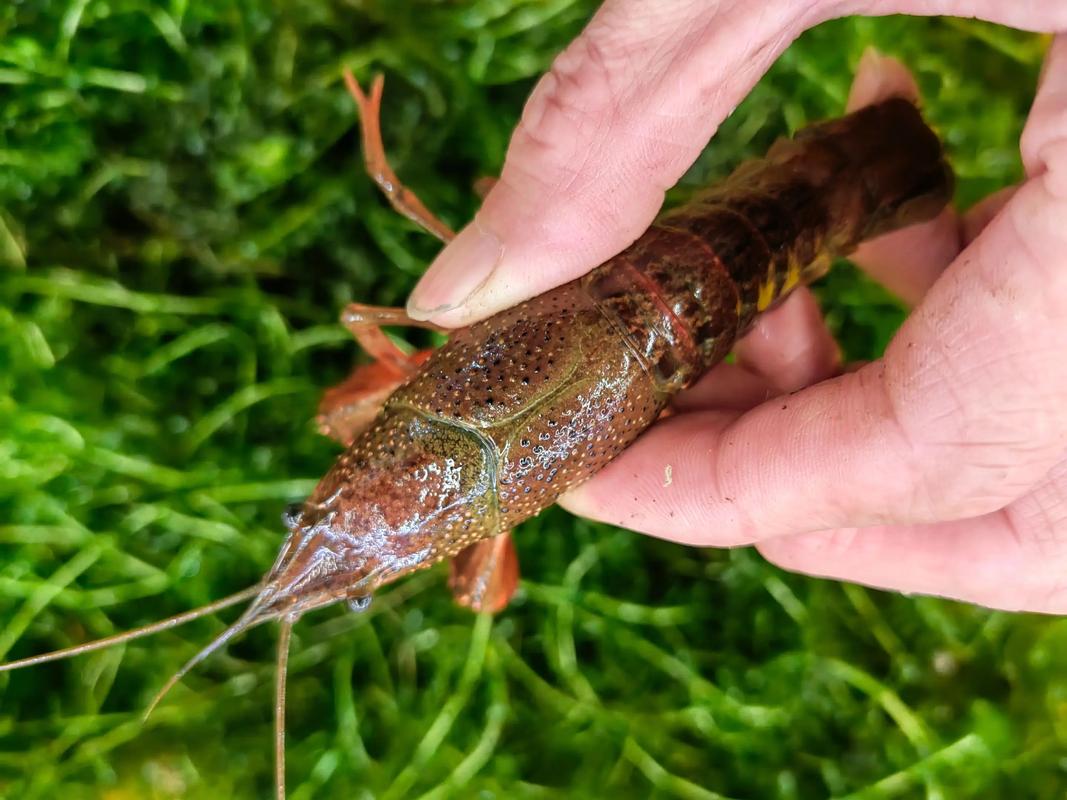 龙虾养殖技术培训视频怎么学？-图2