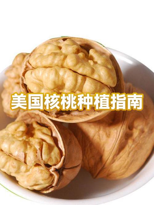 核桃种植技术视频教程有哪些要点？-图1