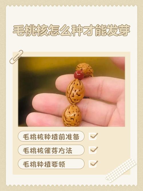 核桃种植技术视频教程有哪些要点？-图2