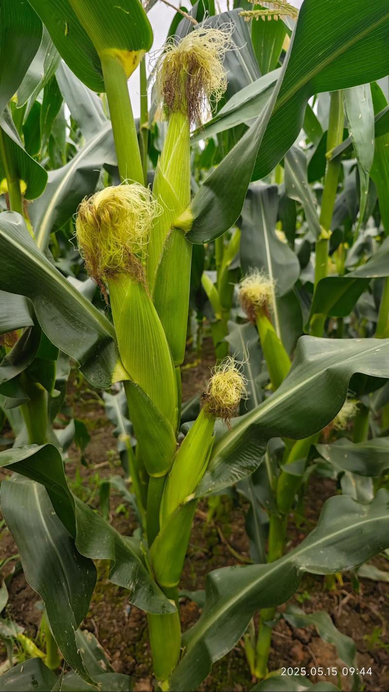 水果玉米怎么种？视频教你关键技术！-图2