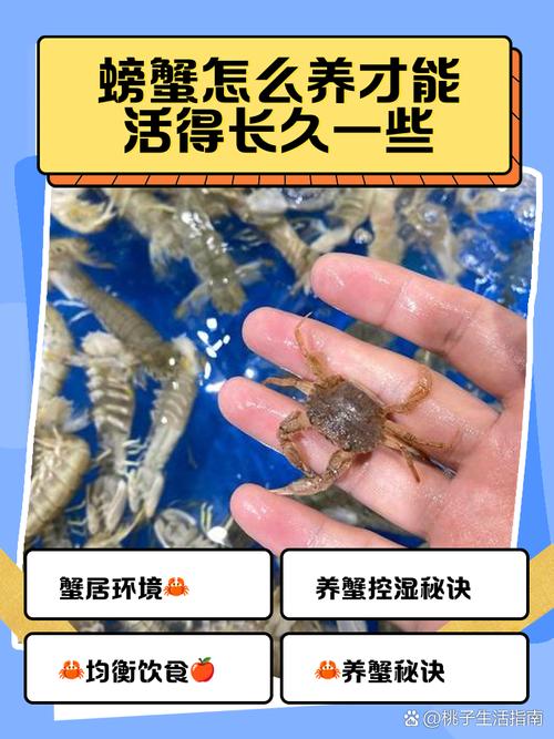 大闸蟹养殖如何致富？技术要点有哪些？-图1