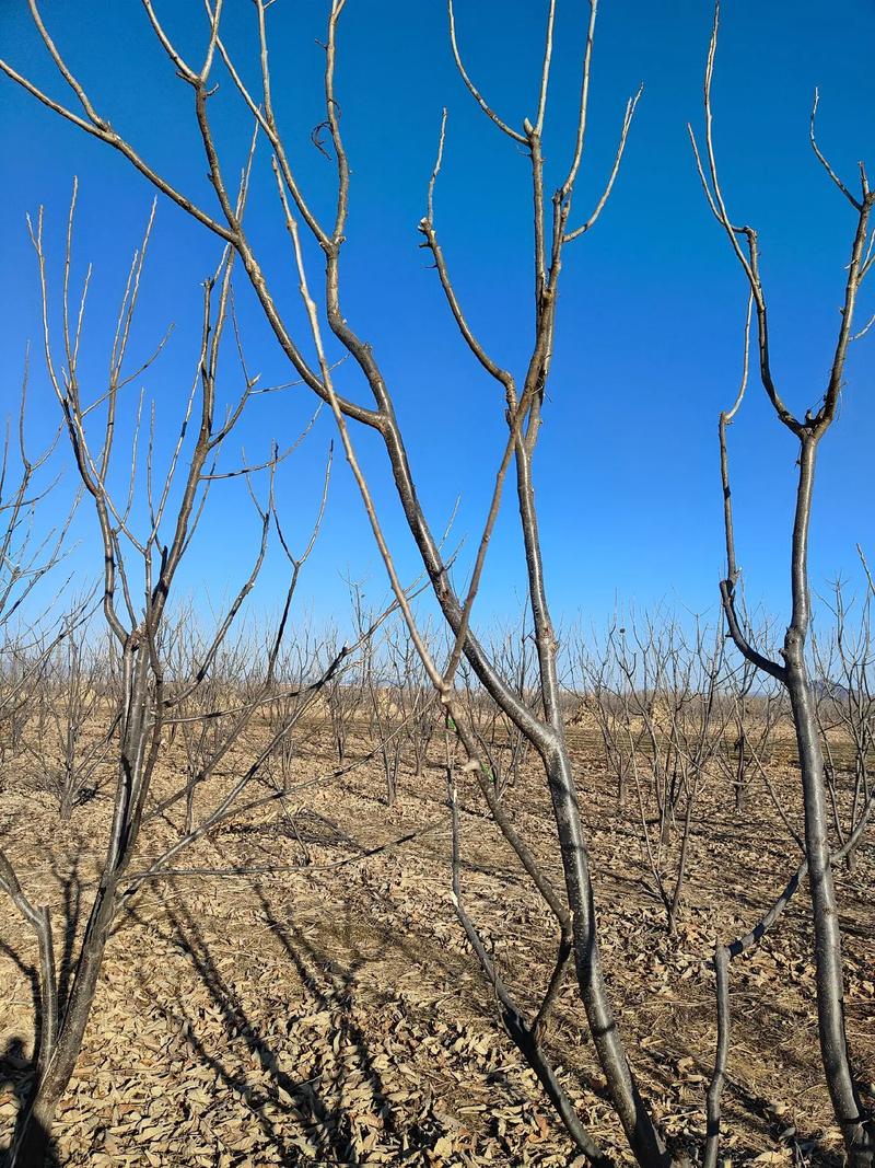 板栗树剪枝技术视频4，剪枝要点有哪些？-图1