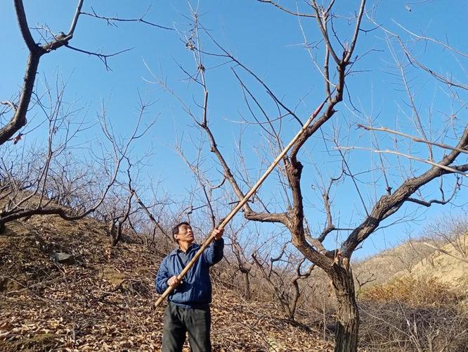 板栗树剪枝技术视频4，剪枝要点有哪些？-图2