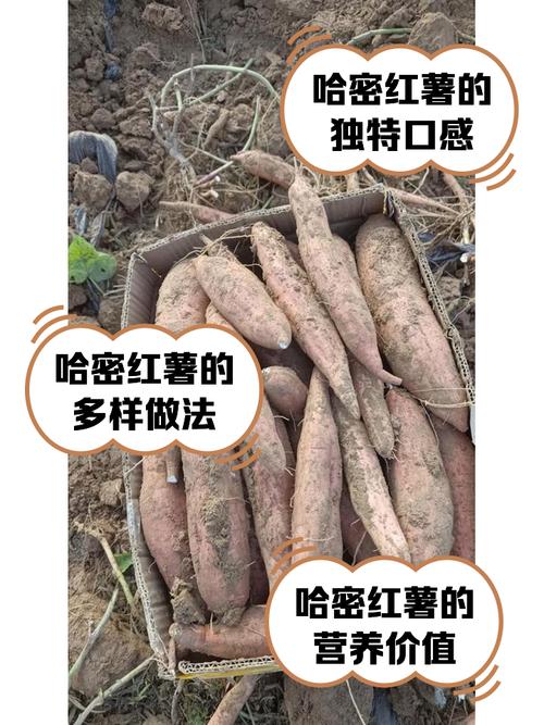 哈密瓜有哪些知名品种？-图3