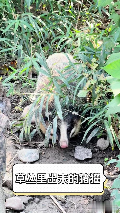 獾的养殖技术视频大全-图1