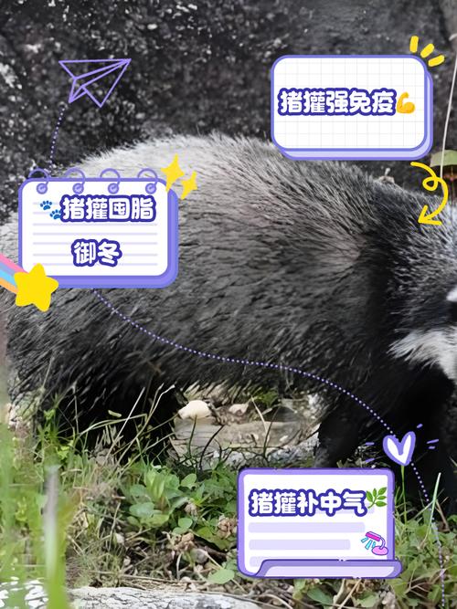 獾的养殖技术视频大全-图3