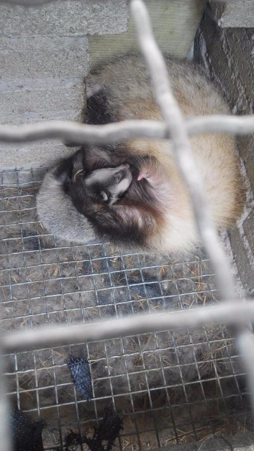 獾的养殖技术视频大全-图2