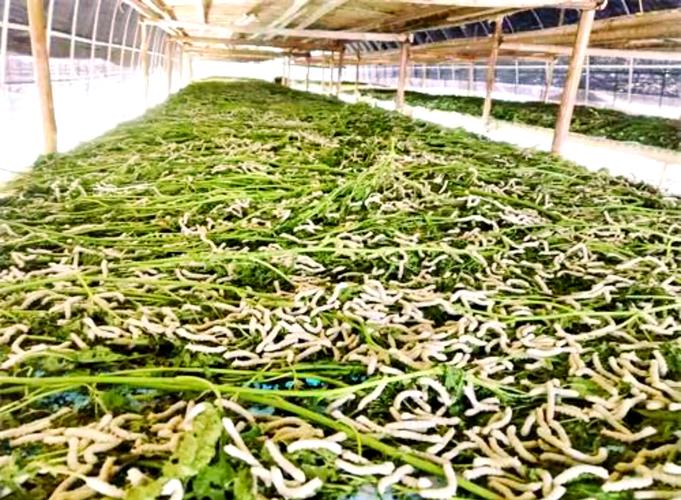 先进养蚕喂蚕技术图片，具体有哪些关键要点？-图1