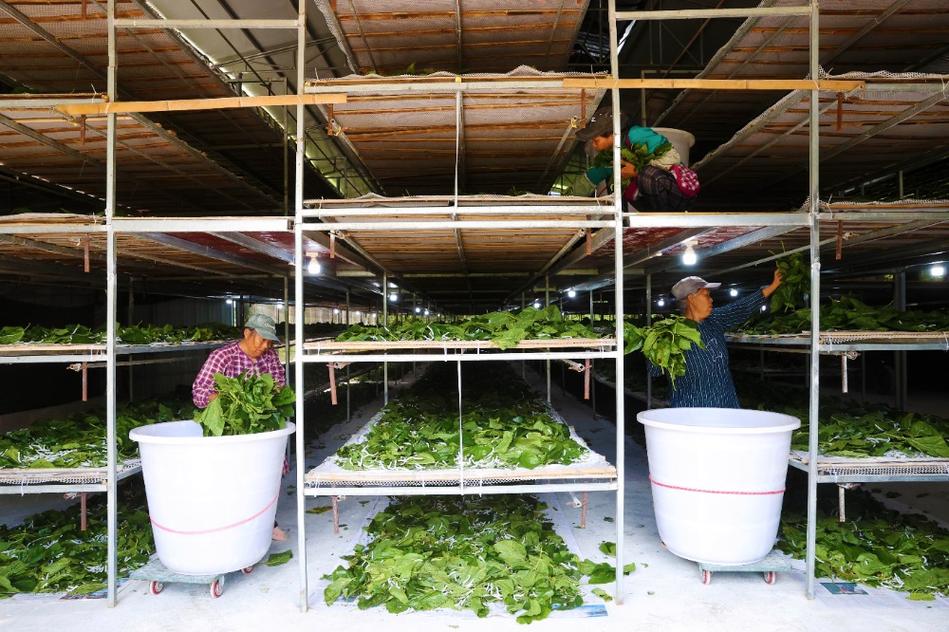 先进养蚕喂蚕技术图片，具体有哪些关键要点？-图2