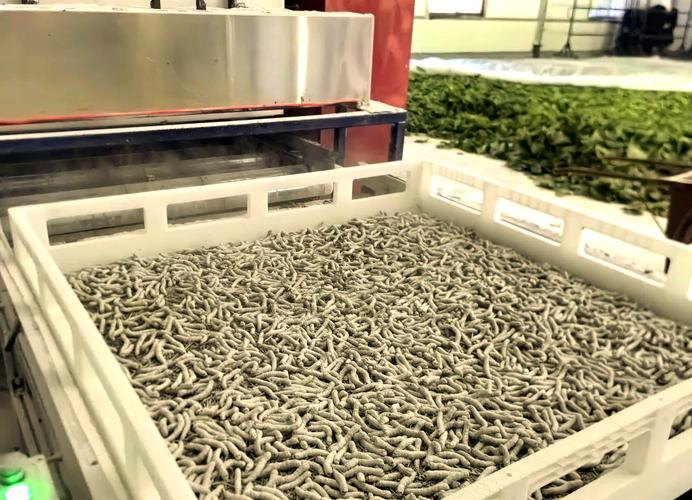 先进养蚕喂蚕技术图片，具体有哪些关键要点？-图3