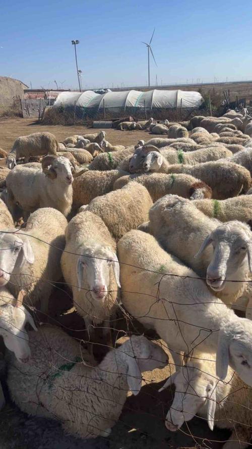 小尾寒羊价格多少？养殖技术咋掌握？-图1