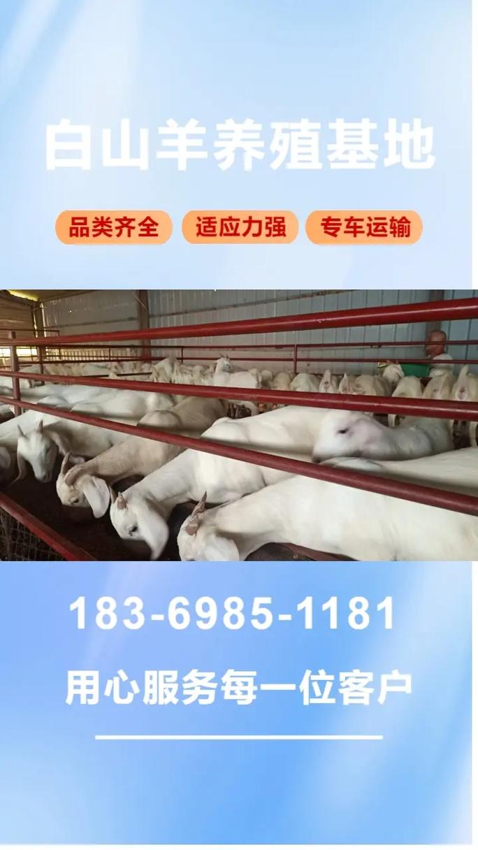 小尾寒羊价格多少？养殖技术咋掌握？-图2