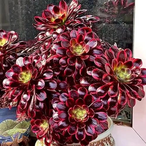 法师多肉最贵品种是哪个？-图2