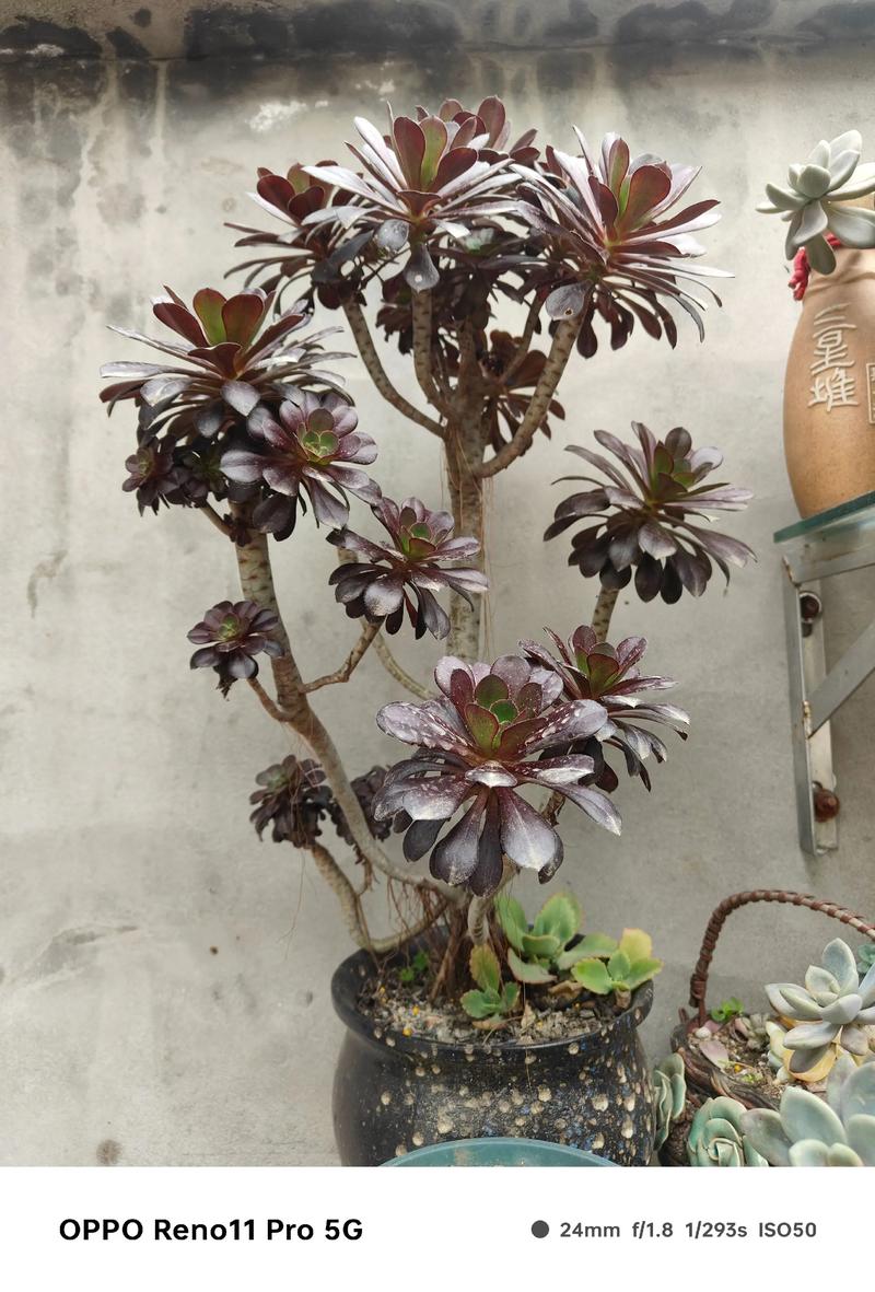 法师多肉最贵品种是哪个？-图1