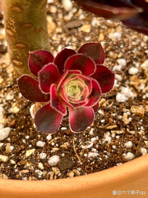 法师多肉最贵品种是哪个？-图3