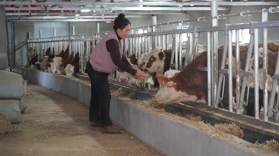 冬天养牛技术视频，关键点是什么？-图1