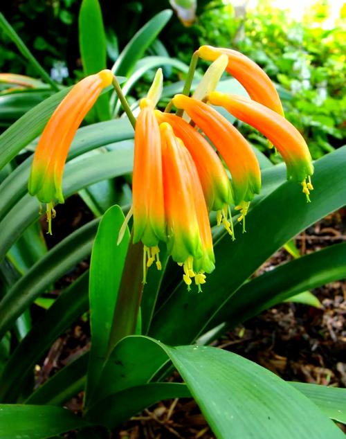 君子兰开花品种大全-图2