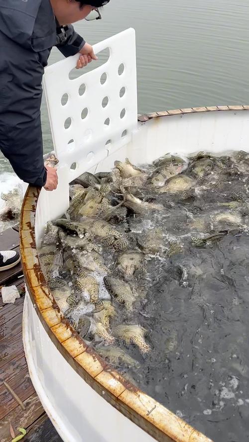 桂鱼养殖新技术视频有哪些要点？-图2