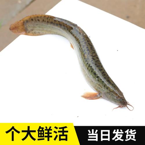 台湾泥鳅寸苗价格多少？-图2