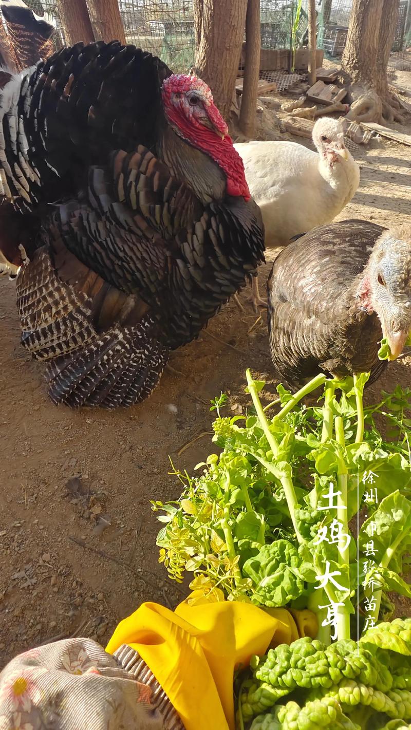 哪个火鸡品种产蛋多-图1