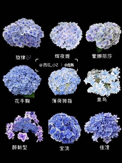 绣球花哪些品种最好看？-图3