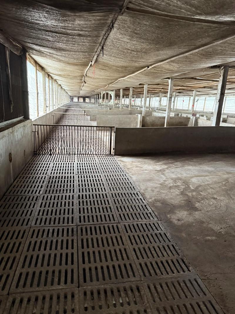 农村猪养殖技术方法有哪些要点？-图1