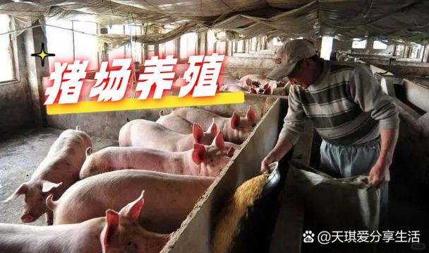 农村猪养殖技术方法有哪些要点？-图2