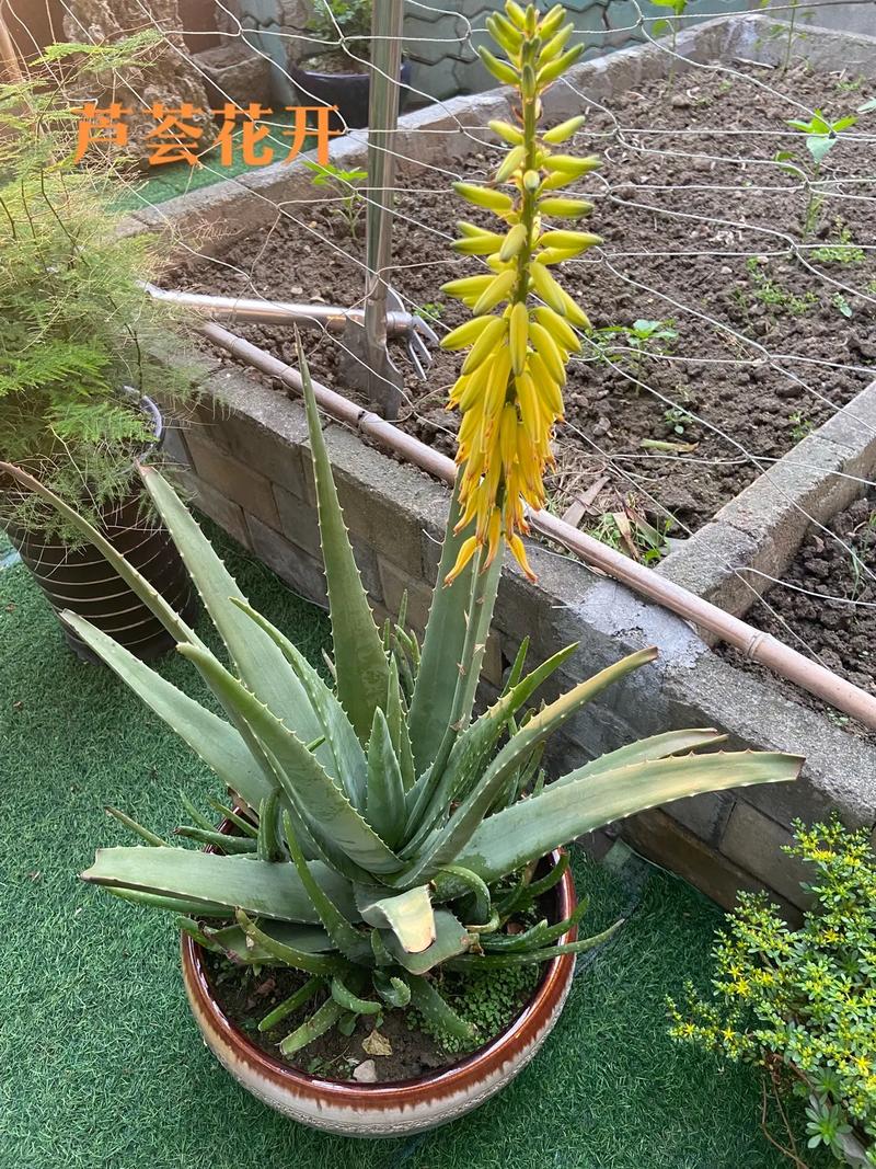 芦荟花品种究竟有多少种？-图2