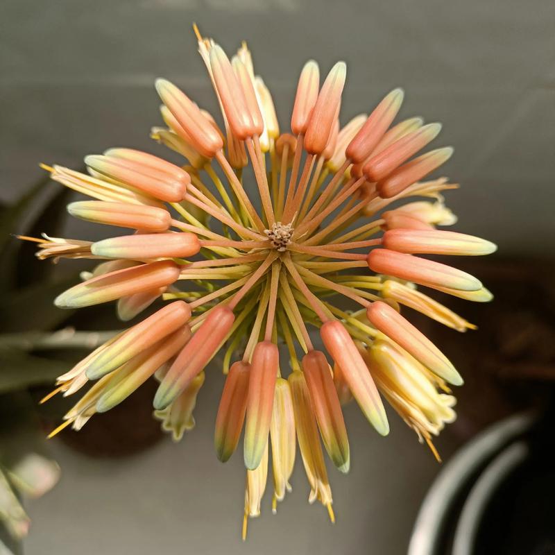 芦荟花品种究竟有多少种？-图1