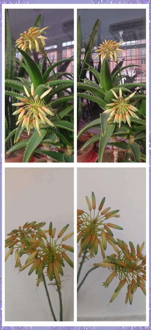 芦荟花品种究竟有多少种？-图3