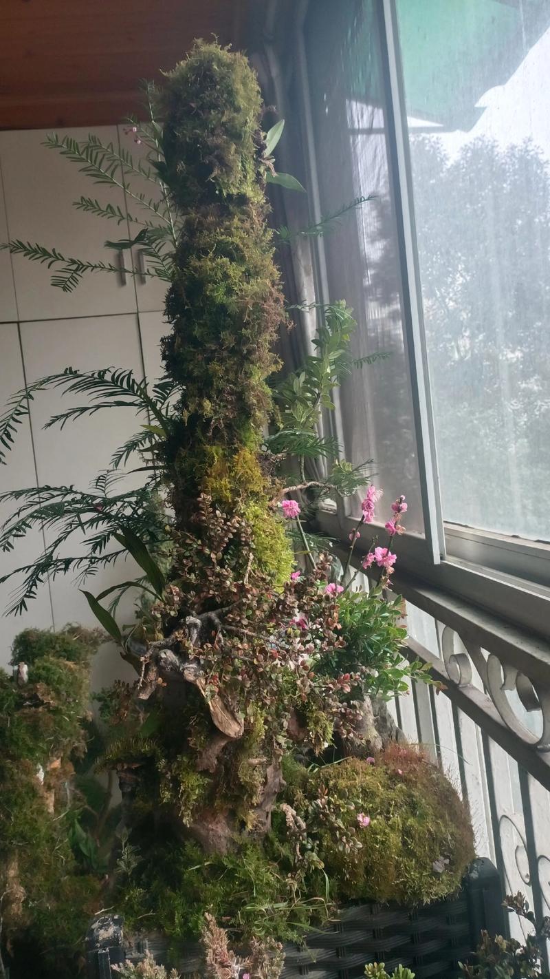 盆景栽培技术视频，新手如何快速入门？-图2