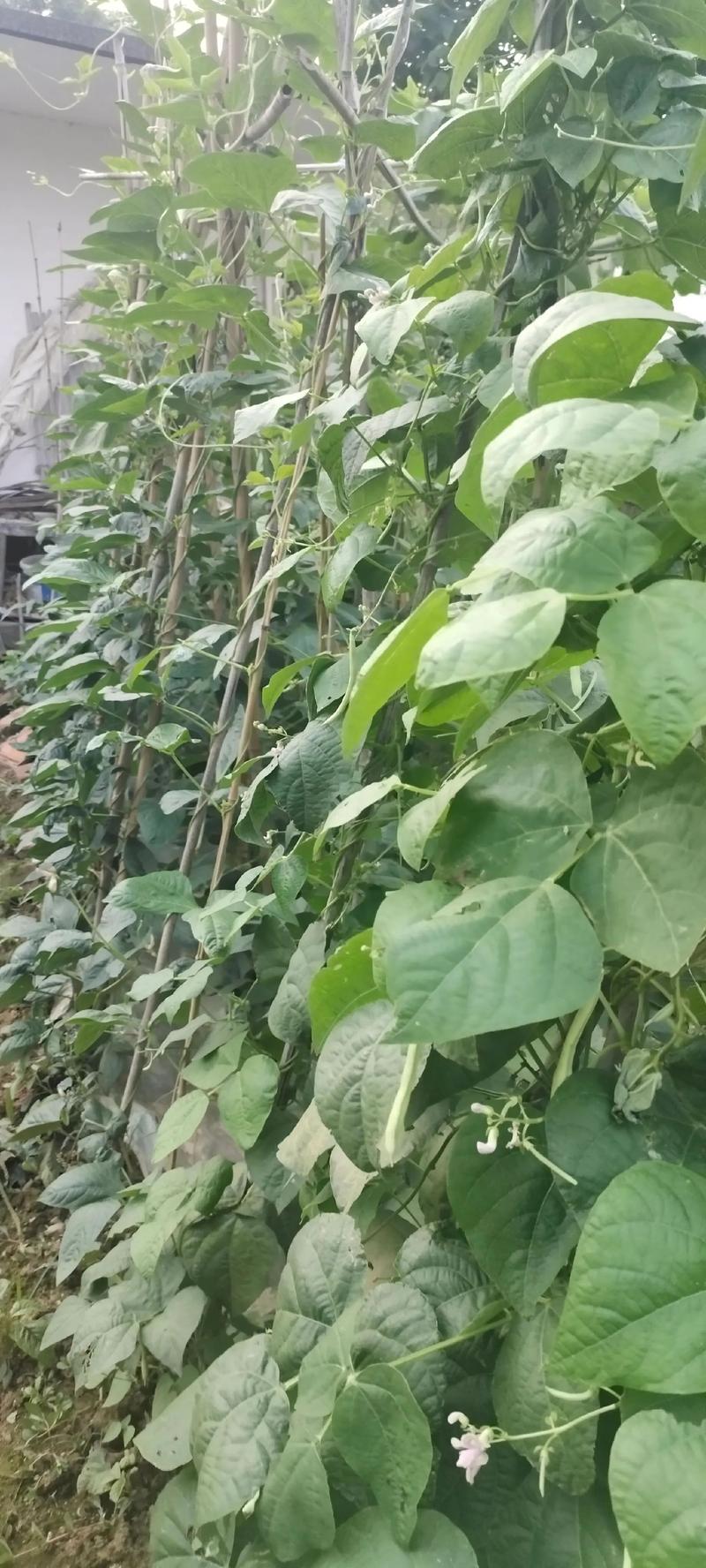 老品种菜瓜咋种才高产？-图1