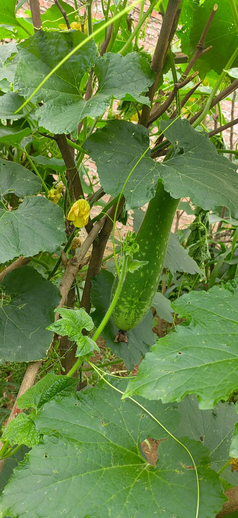 老品种菜瓜咋种才高产？-图3