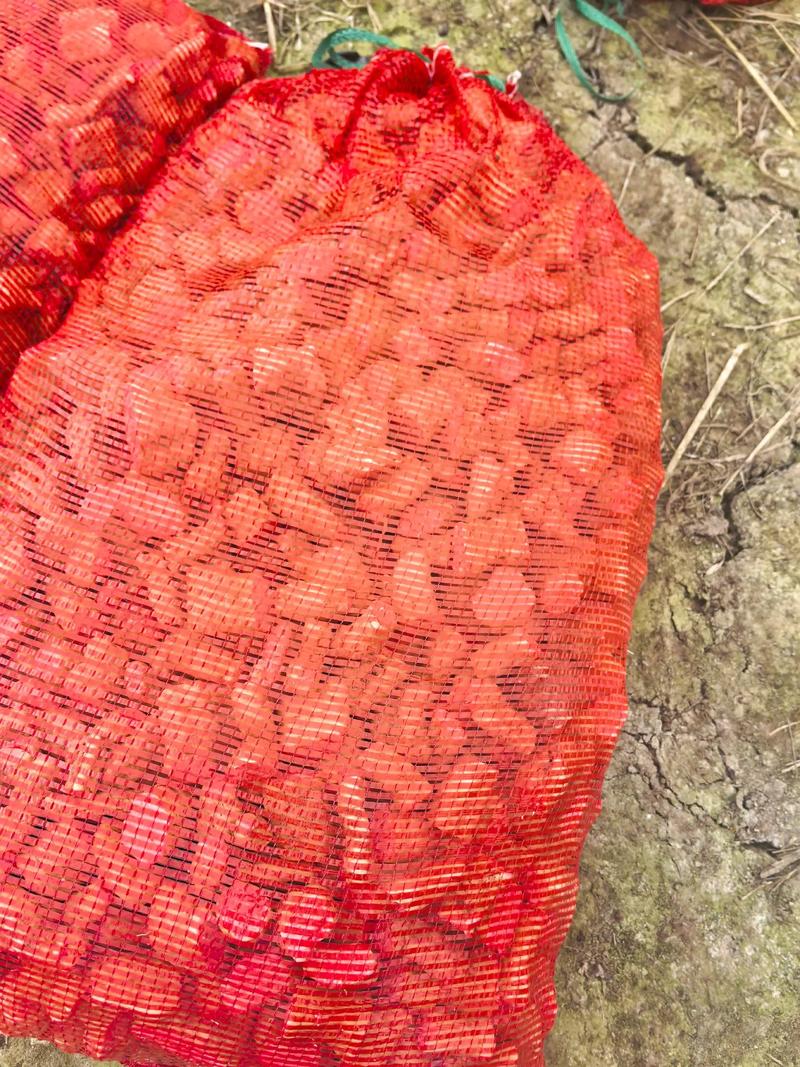 老品种菜瓜咋种才高产？-图2