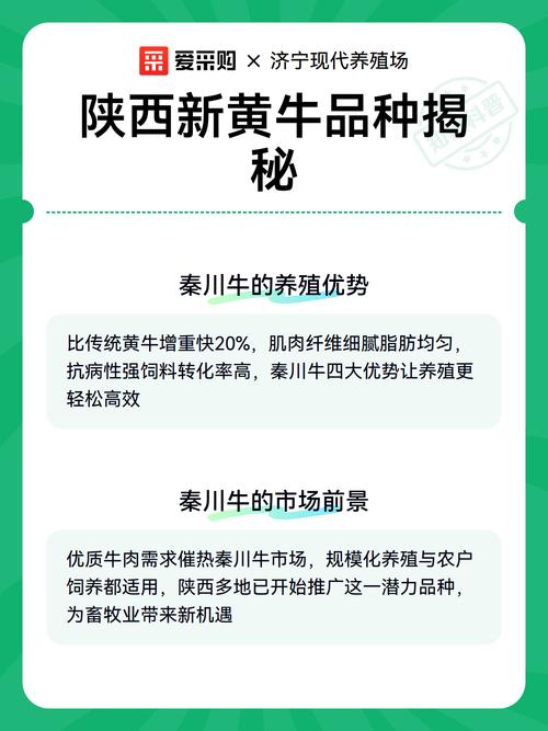 陕西最新黄牛新品种有何优势？-图1