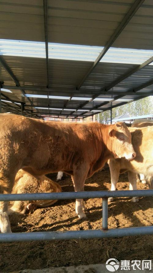 陕西最新黄牛新品种有何优势？-图3