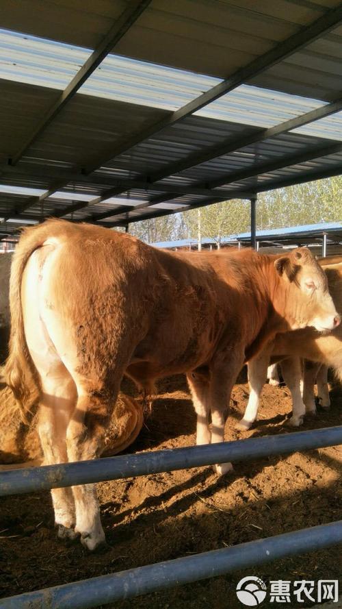 陕西最新黄牛新品种有何优势？-图2