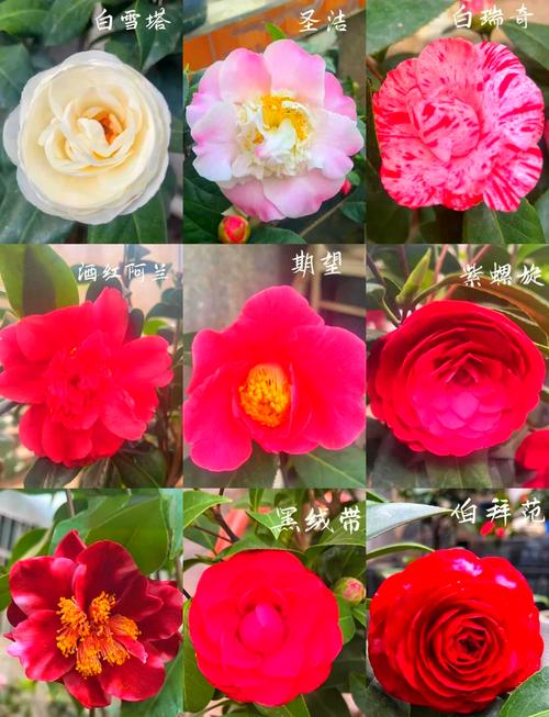 茶花花朵大的品种有哪些？-图1